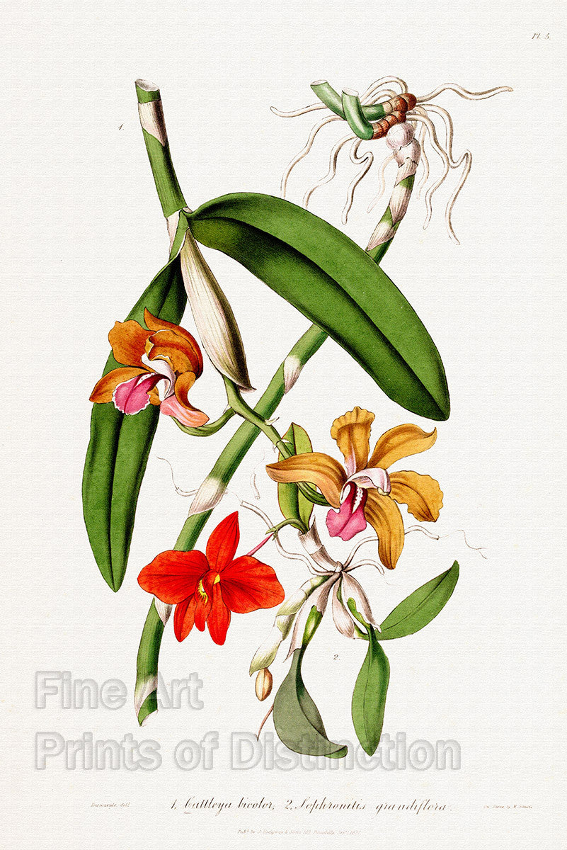 An archival premium Quality Botanical art Print of the Cattleya Bicolor and Sophronitis Grandiflora Orchids for sale by Brandywine General Store