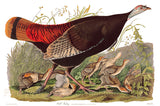 An archival premium quality art print of the Wild Turkey Hen by John James Audubon for his ornithology book The Birds of North America for sale by Brandywine General Store