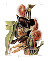 An archival premium quality art print of the purple grackle or common crow blackbird as drawn by John James Audubon for sale by Brandywine General Store