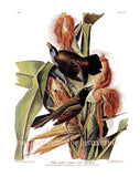 An archival premium quality art print of the purple grackle or common crow blackbird as drawn by John James Audubon for sale by Brandywine General Store
