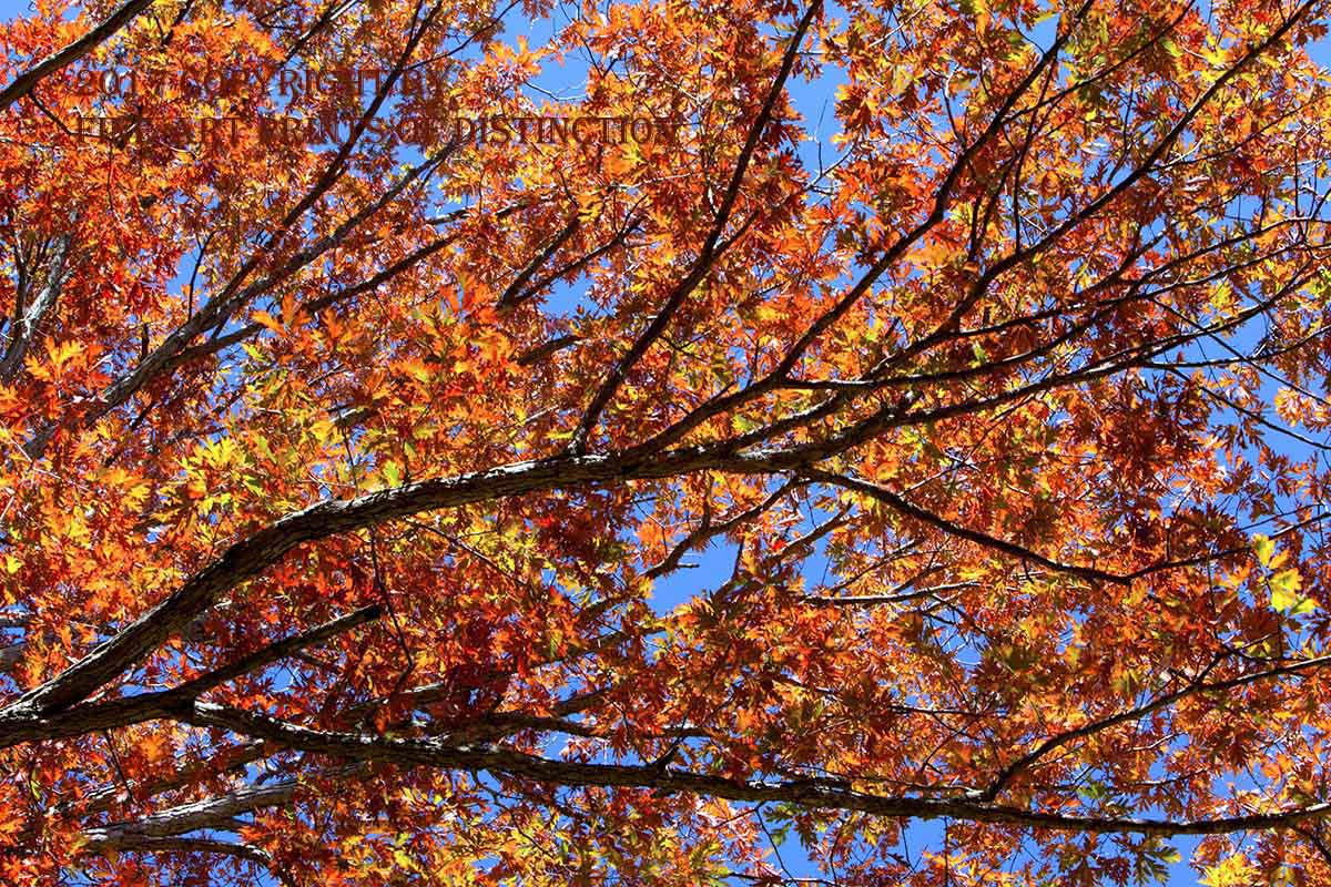 A premium quality print of Red Oak Leaves Against Dark Blue Sky for sale by Brandywine General Store