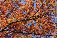Red Oak Leaves Against Dark Blue Sky