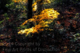 An original premium Quality art Print of a Sugar Maple Branch Lit by the Sunshine for sale by Brandywine General Store