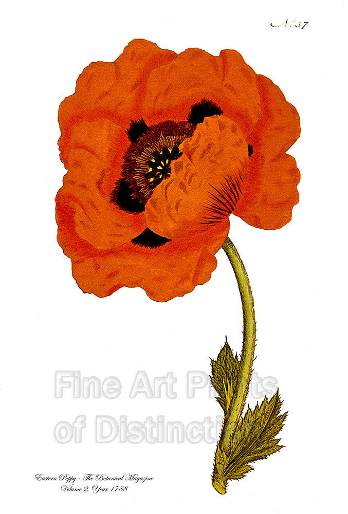 An archival premium Quality Botanical art print of the Eastern Poppy from The Curtis Botanical Magazine, Volume 2 published in 1788 for sale by Brandywine General Store