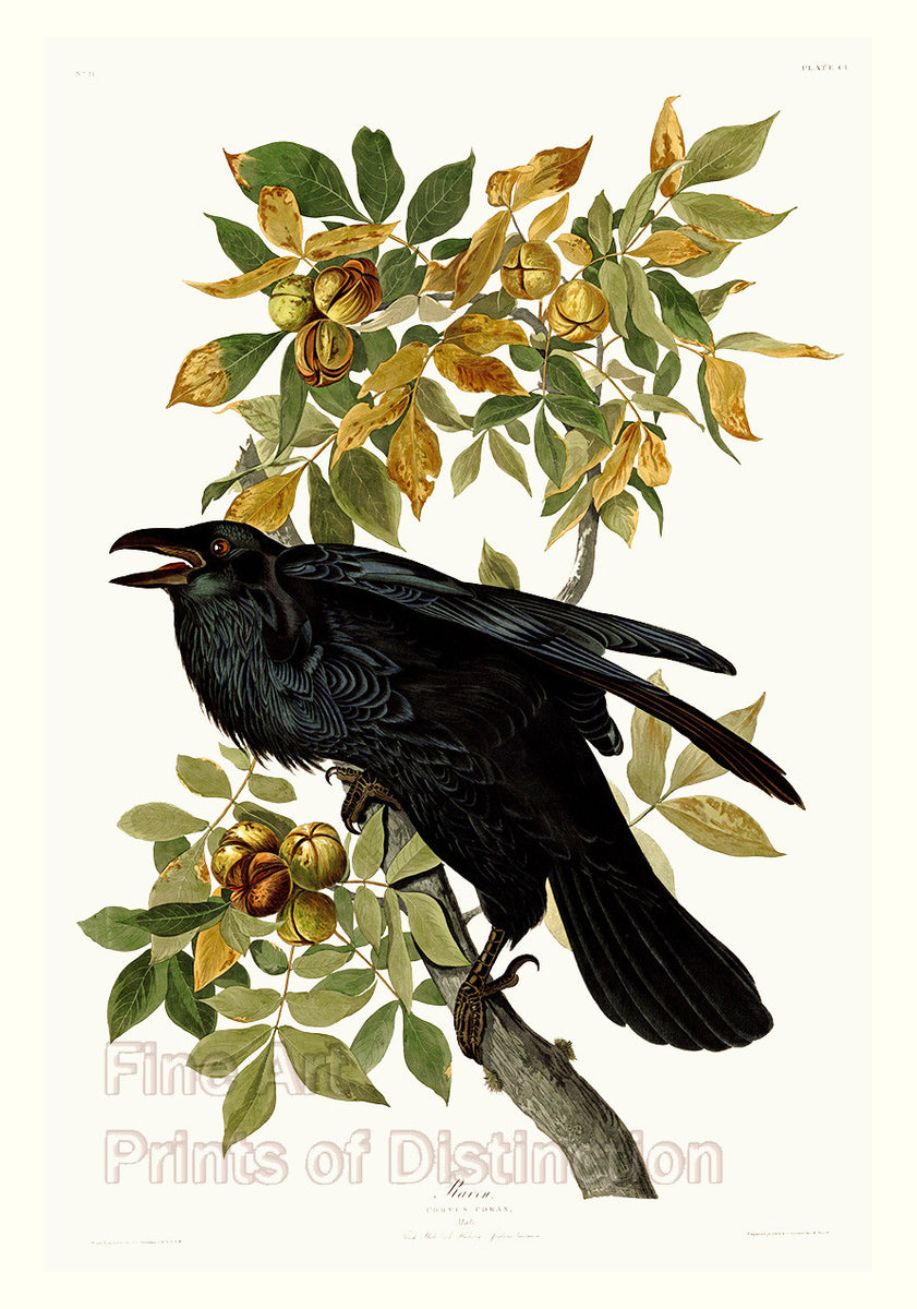 An archival premium quality art print of The Raven by John James Audubon for his ornithology book, The Birds of North America, for sale by Brandywine General Store