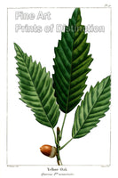An archival premium Quality Art Print of the Yellow Oak by Redoute for sale by Brandywine General Store
