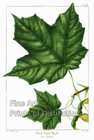 An archival premium Quality Botanical art Print of The Black Sugar Maple by Redoute for the book Sylva of North America for sale by Brandywine General Store.