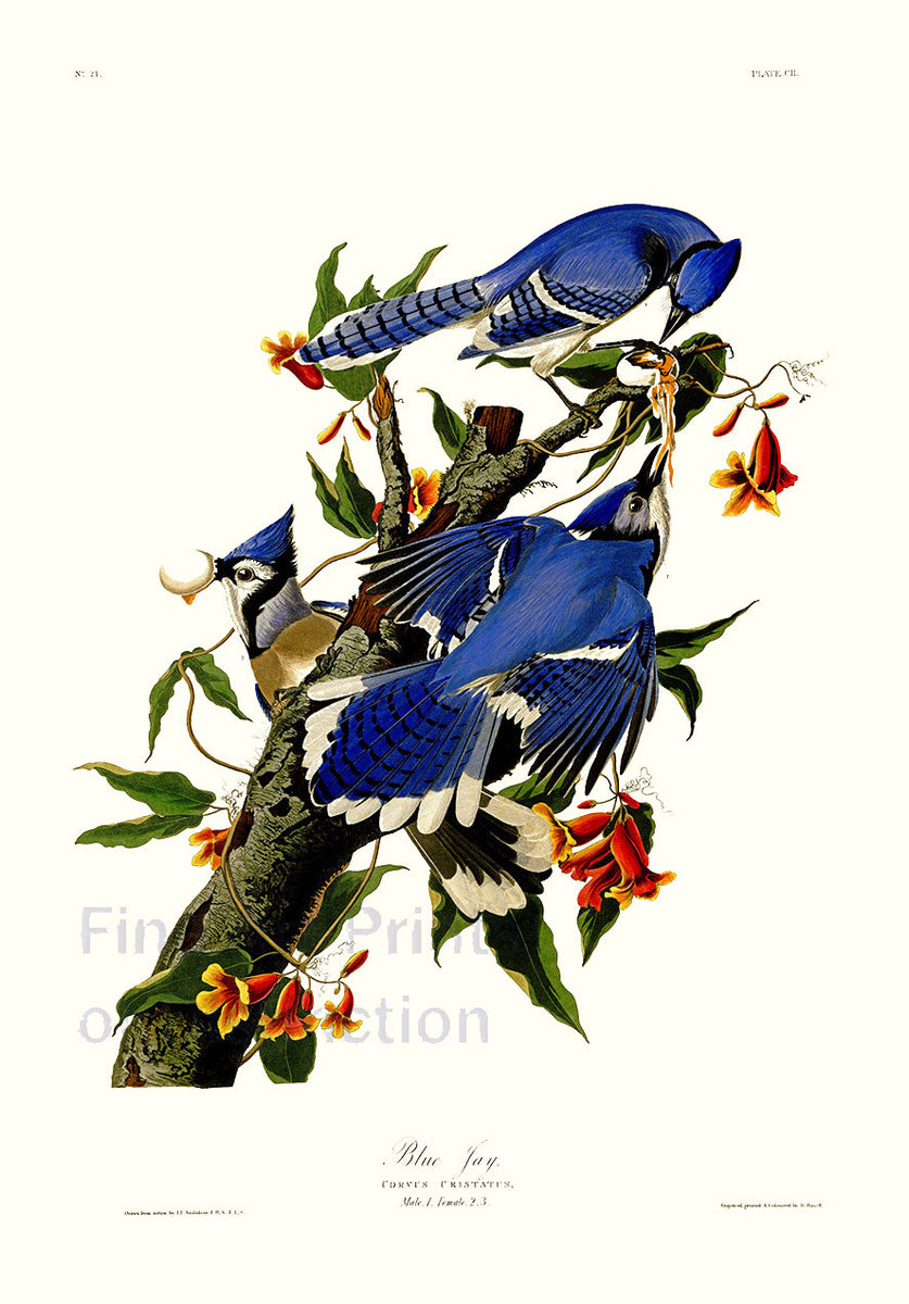 An archival premium Quality art print of the Blue Jay by John James Audubon for his ornithology book, The Birds of America for sale by Brandywine General Store.