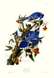 An archival premium Quality art print of the Blue Jay by John James Audubon for his ornithology book, The Birds of America for sale by Brandywine General Store.
