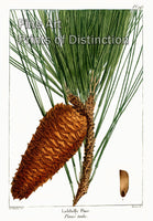 An archival premium Quality Botanical Art Print of the Loblolly Pine by Redoute for sale by Brandywine General Store
