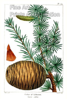 An archival premium Quality Botanical Art Print of the Cedar of Lebanon for sale by Brandywine General Store
