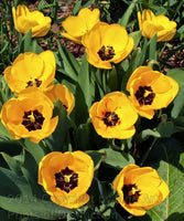 Tulips, Eleven Bright Yellow Blooms