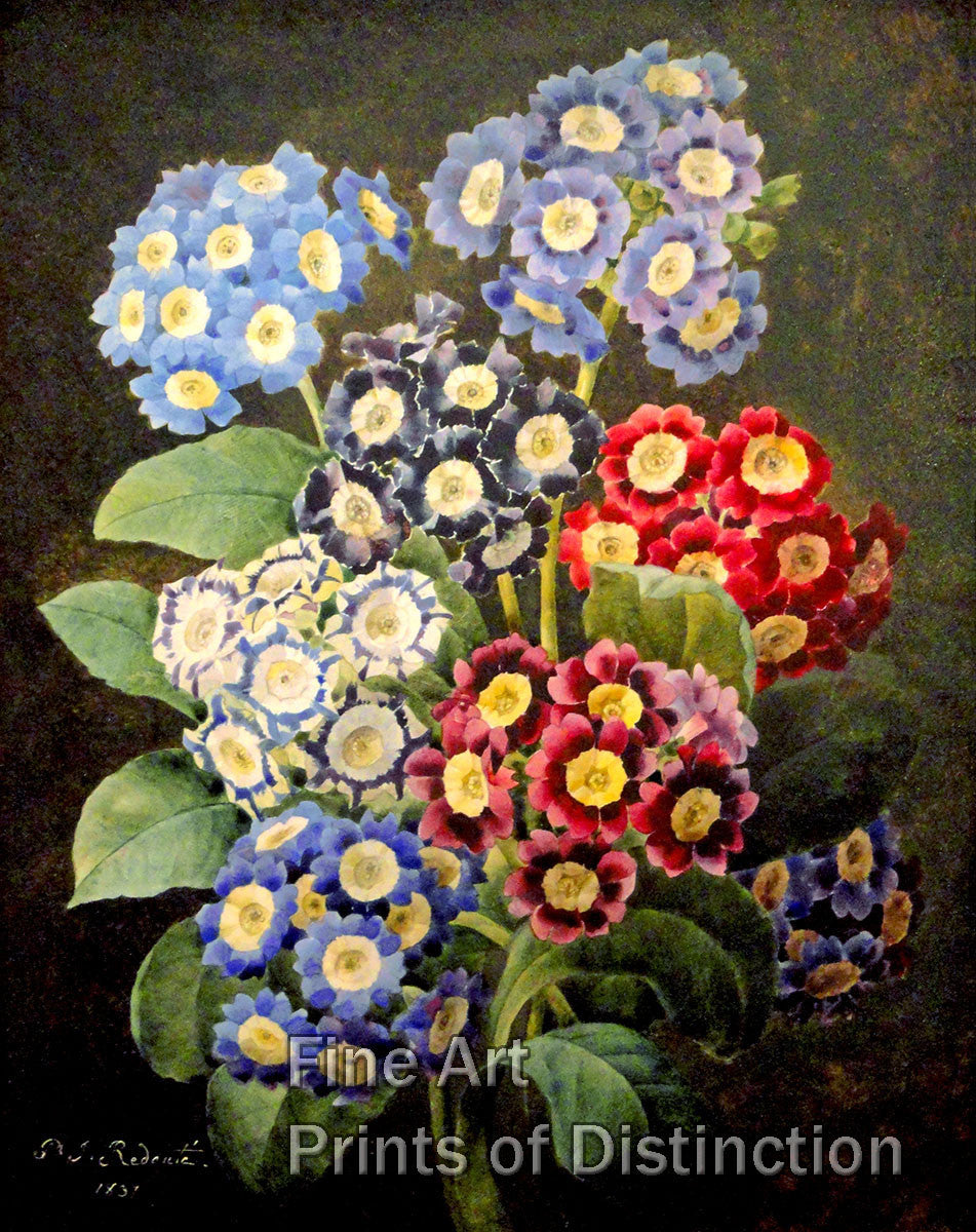 An archival premium Quality Botanical art Print of Bouquet of Auriculas by Pierre Joseph Redoute for sale by Brandywine General Store