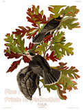 An archival premium Quality art Print of the Canada Jay by John James Audubon for sale by Brandywine General Store