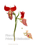 An archival premium Quality Botanical Art Print of the Disa Uniflora Orchid for sale by Brandywine General Store