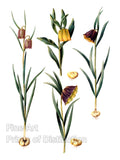 An archival premium Quality Botanical art Print of the Frittillaria Meleagris by the German artist Johannes Simon Holtzbecher for sale by Brandywine General Store