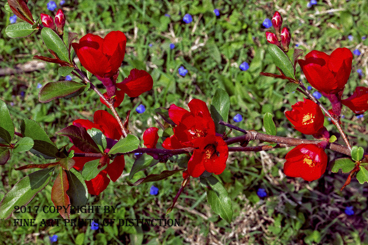 Quince with Red Blooms and Blue Wildflowers Art Print