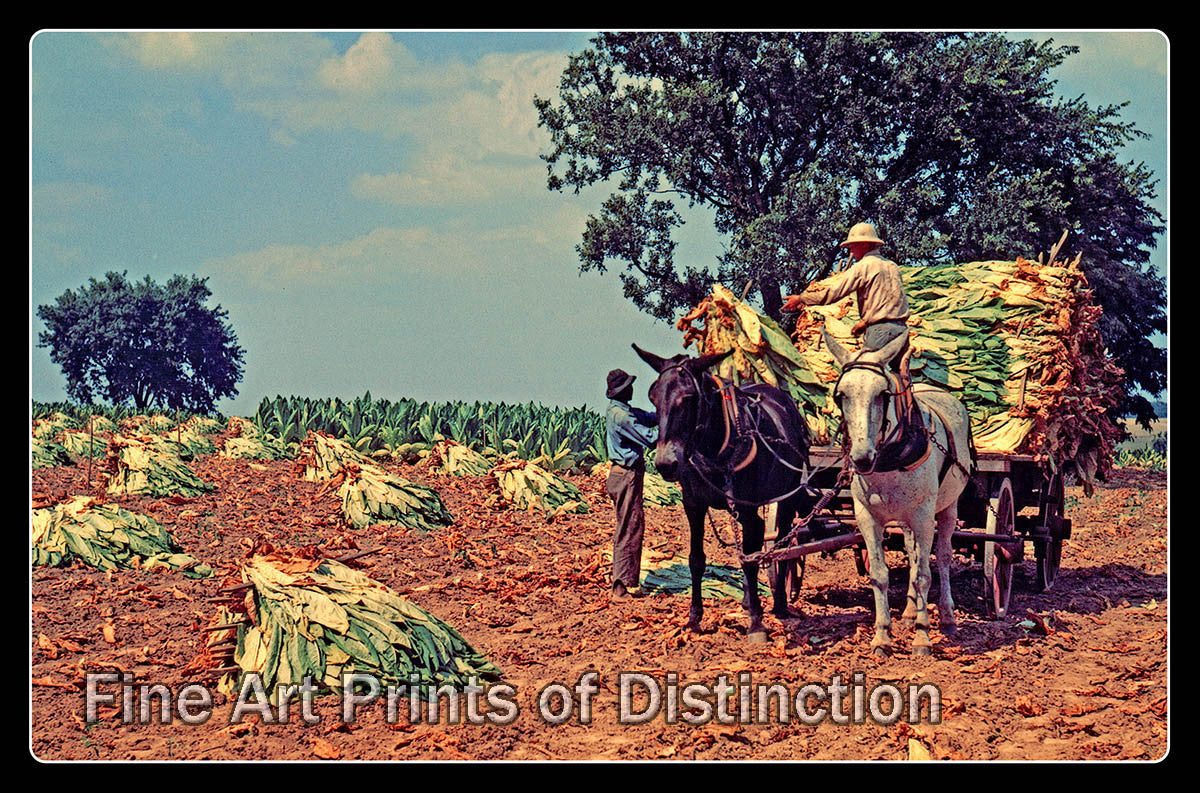 is tobacco good for horses Processed Feeds are Horses! | Nutrition Advice | Dunstan Horse Feeds HU Tobacco White Horses 100g