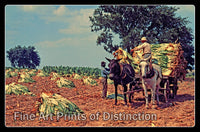 An archival premium Quality art print of Harvesting Burly Tobacco Crop in Kentucky for sale by Brandywine General Store