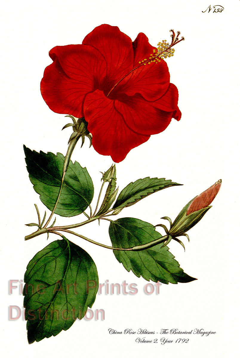 An archival premium quality botanical art print of the China Rose Hibiscus for sale by Brandywine General Store