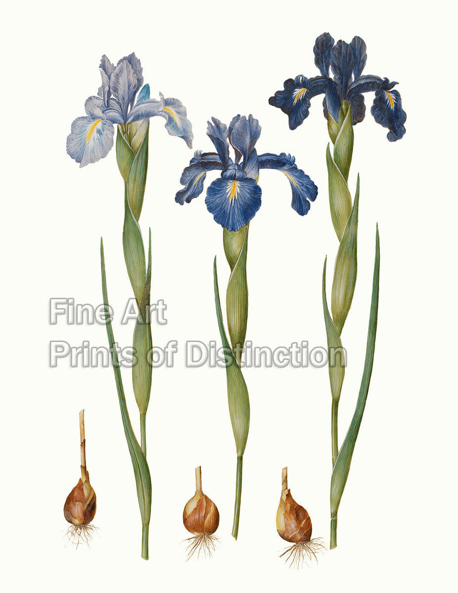 An archival premium Quality Botanical art Print of the Iris Xiphiodes by the German artist Johannes Simon Holtzbecher for sale by Brandywine General Store