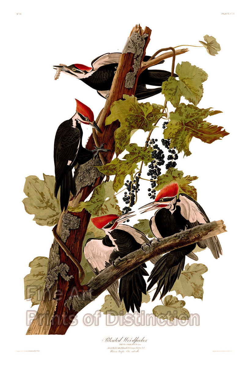 An archival premium Quality art Print of the Pileated Woodpecker by John James Audubon for sale by Brandywine General Store