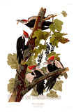 An archival premium Quality art Print of the Pileated Woodpecker by John James Audubon for sale by Brandywine General Store