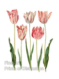 An archival premium Quality Botanical Print of the Tulipa Gesneriana by the German artist Johannes Simon Holtzbecher for sale by Brandywine General Store