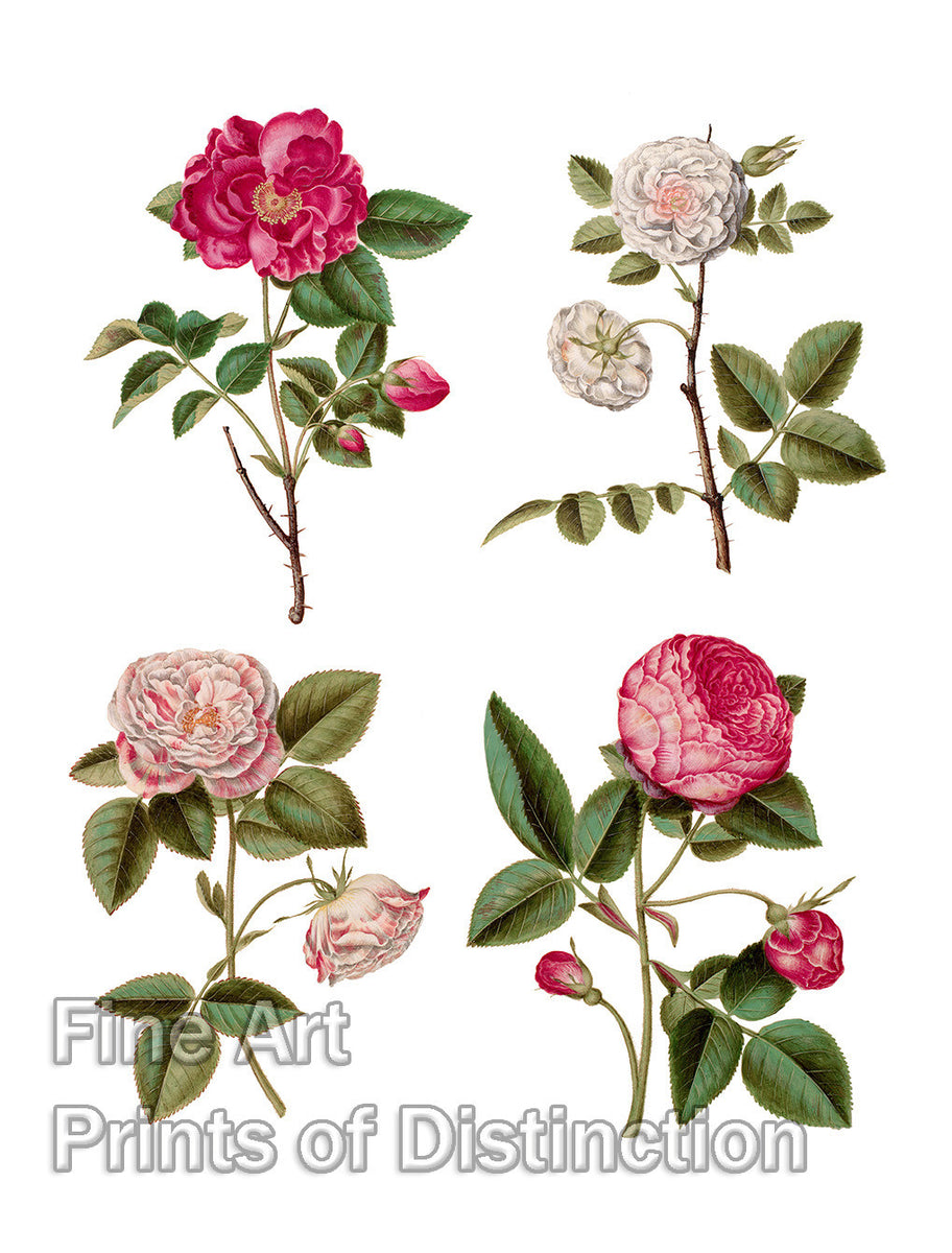 An archival premium Quality Botanical Print of the Rosa Gallica by the German artist Johannes Simon Holtzbecher for sale by Brandywine General Store