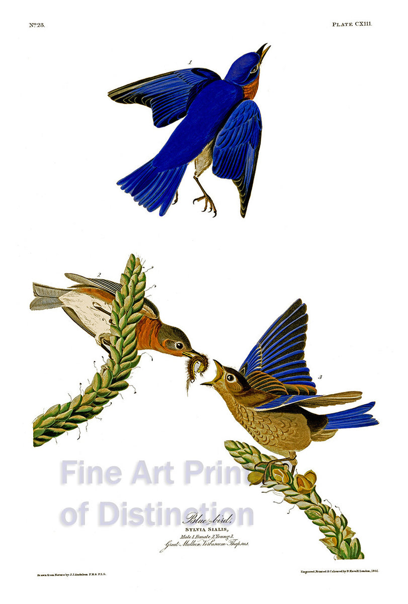 An archival premium quality art print of Blue Birds by John James Audubon in 1831 for his  ornithology book, The Birds of America for sale by Brandywine General Store