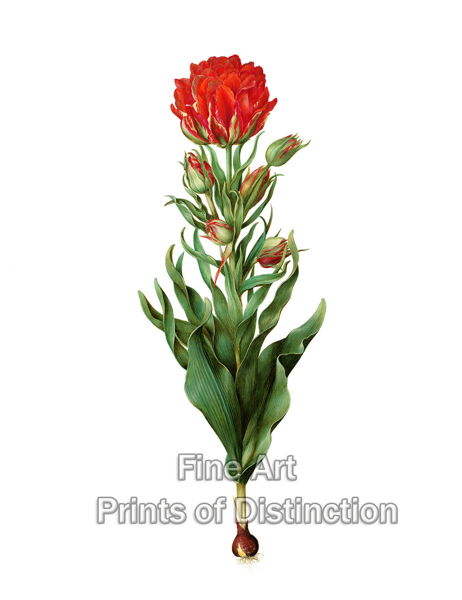An archival premium Quality Botanical art Print of the Tulipa Gesneriana with Double Bloom by the German artist Johannes Simon Holtzbecher for sale by Brandywine General Store