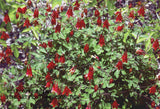Wild Eastern Red Columbine Botanical Art Print