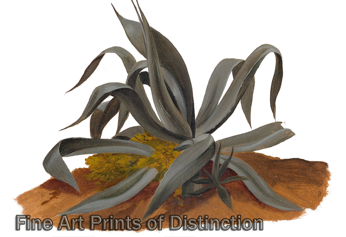 An archival premium Quality Botanical Art Print of A Study of an Agave Plant by Johan Christian Dahl for sale by Brandywine General Store