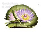 An archival premium Quality Botanical Art Print of the Cape Blue Water Lily by Louis van Houtte for sale by Brandywine General Store