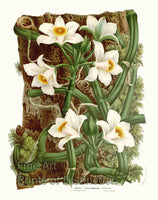 An archival premium Quality Botanical art Print of the Vanilla Phalaenopsis Orchid by Louis Van Houtte for sale by Brandywine General Store.