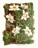 An archival premium Quality Botanical art Print of the Vanilla Phalaenopsis Orchid by Louis Van Houtte for sale by Brandywine General Store.