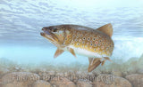 An archival premium Quality art Print of the Brook Trout by wildlife artist Tim Knepp for sale by Brandywine General Store
