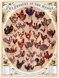 An archival premium Quality art Print entitled Poultry of the World from 1904 for sale by Brandywine General Store