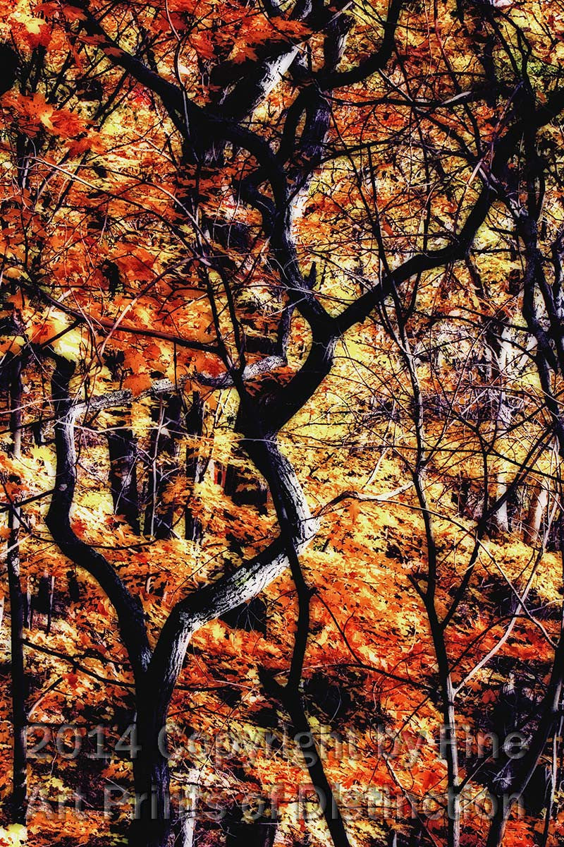 An archival premium quality print of Twisted Branches with Yellow Leaves showing a gnarled, twisted young tree that is surrounded by yellow maples leaves
