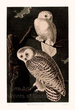 An archival premium Quality art Print of the Snowy Owl by John James Audubon for his ornithology book, The Birds of America for sale by Brandywine General Store
