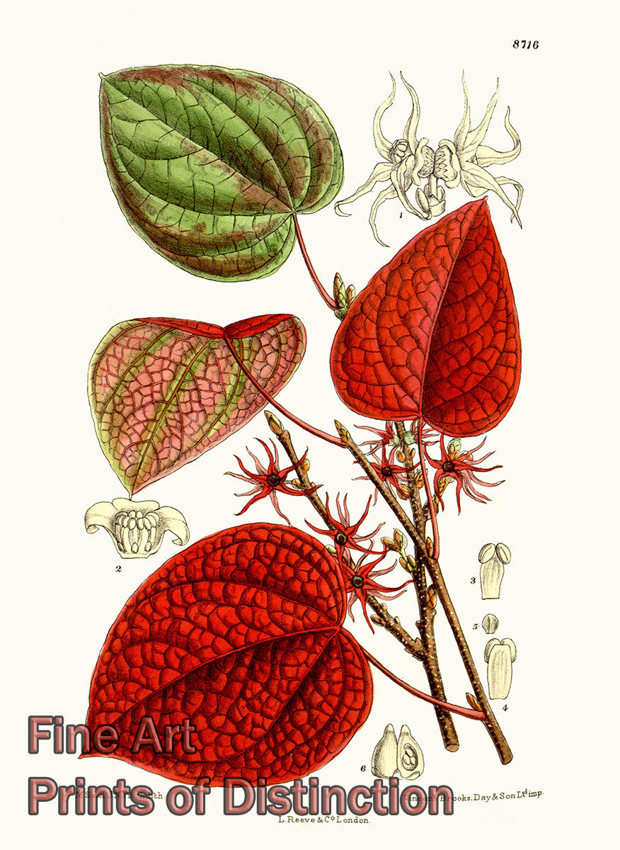 An archival premium Quality art Print of the Disanthus Cercidifolius from the Curtis Botanical Magazine for sale by Brandywine General Store
