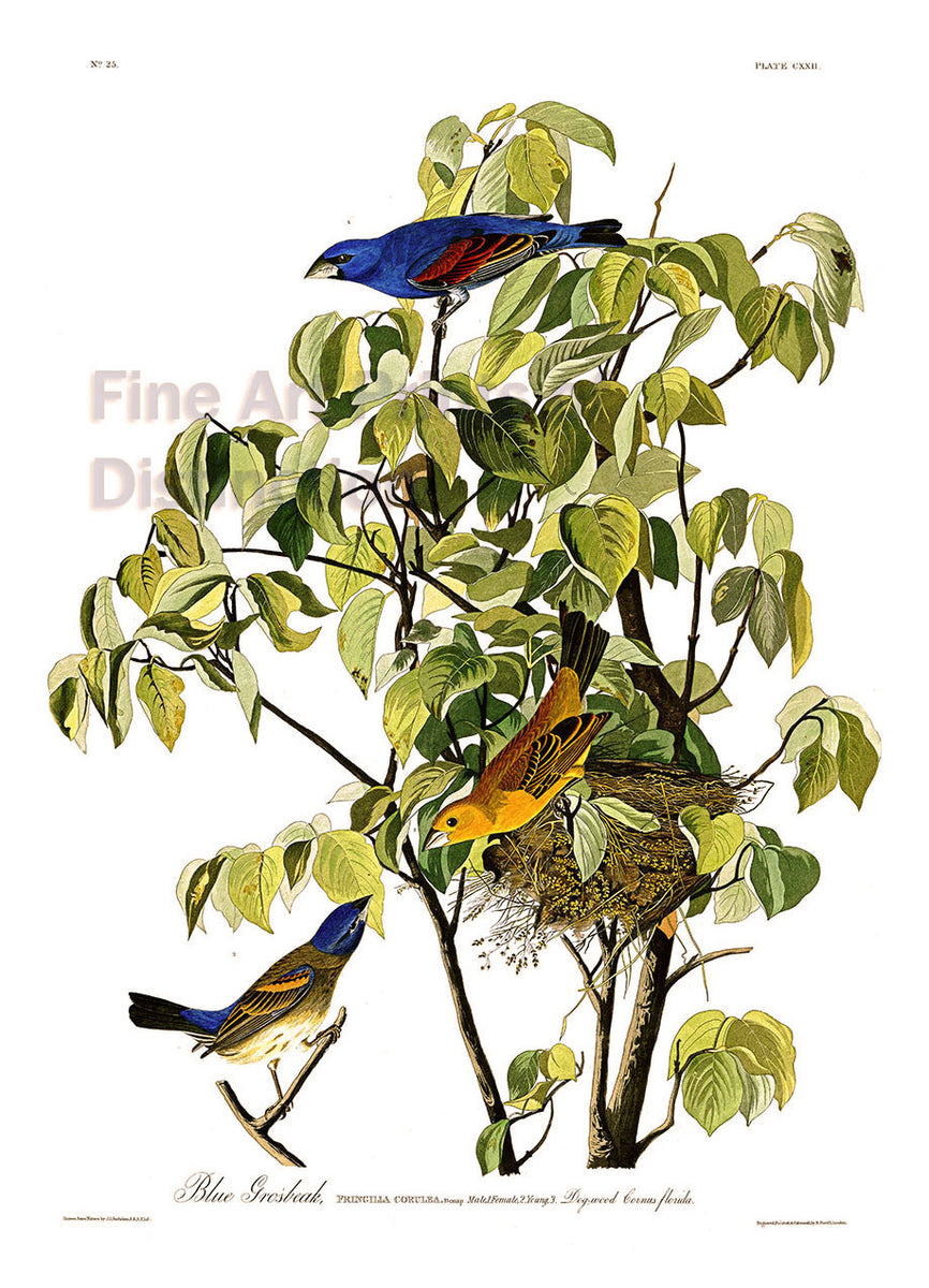 An archival premium Quality art Print print of the Blue Grosbeak by John James Audubon for sale by Brandywine General Store