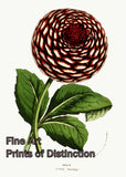 An archival premium Quality Botanical Art Print of the Jupiter Dahlia by Louis van Houtte for sale by Brandywine General Store