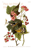 An archival premium Quality art Print of the Black and Yellow Warbler by John James Audubon for sale by Brandywine General Store
