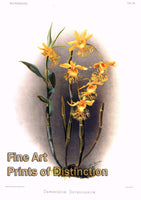 An archival premium Quality Botanical Art Print of the Dendrobium Brymerianum Orchid by Frederic Sander for sale by Brandywine General Store