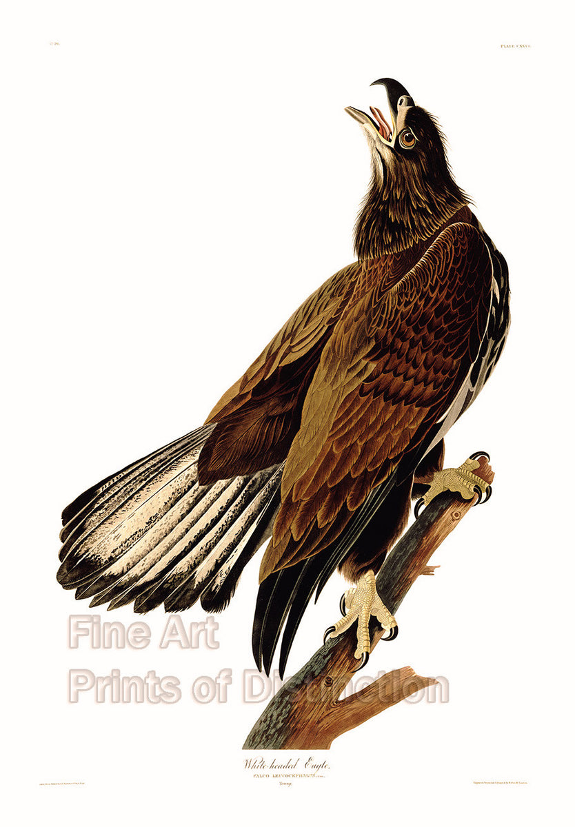 An archival premium quality art print of a Young White Headed or Bald Eagle by John James Audubon for sale by Brandywine General Store