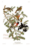 An archival premium quality art print of the Rose Breasted Grosbeak by John James Audubon for sale by Brandywine General Store