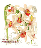 An archival premium Quality Art Print of the Cymbidium Insigne Orchid, published in the Curtis Botanical Magazine in 1910 for sale by Brandywine General Store