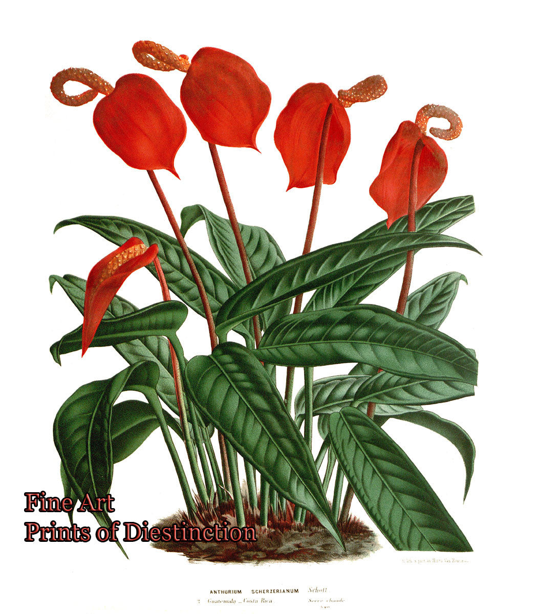 anthurium scherzerianum Anthurium Scherzerianum by Van Houtte Botanical Art Print
