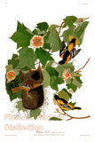 An archival premium Quality art Print of The Baltimore Oriole by John James Audubon for sale by Brandywine General Store